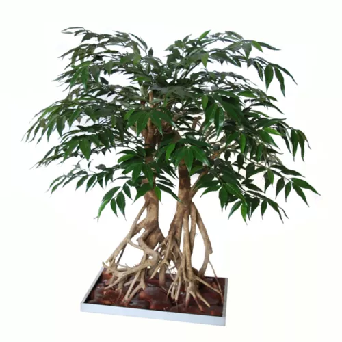Myrsifolia Root Bonsai 80 cm Green 1068013