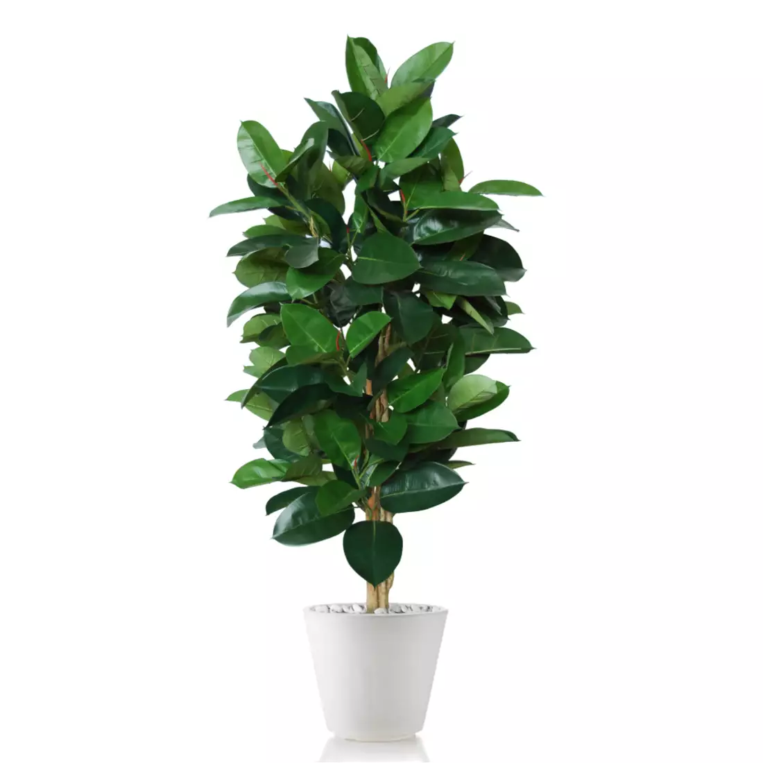 Rostlina Ficus Elastica Tree 170 cm Green 5426016