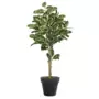 Rostlina Ficus Elastica Topiary 200 cm Variegated 1081011