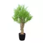 Rostlina Ginestrella Crown Mini h 110 cm Green 5652001