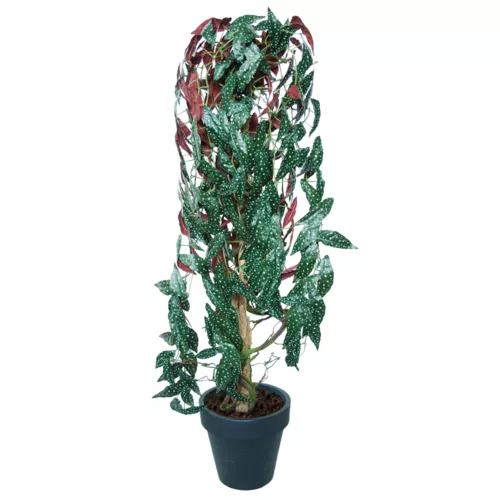 Rostlina-Begonia-Plant-190-cm-Green-5664002