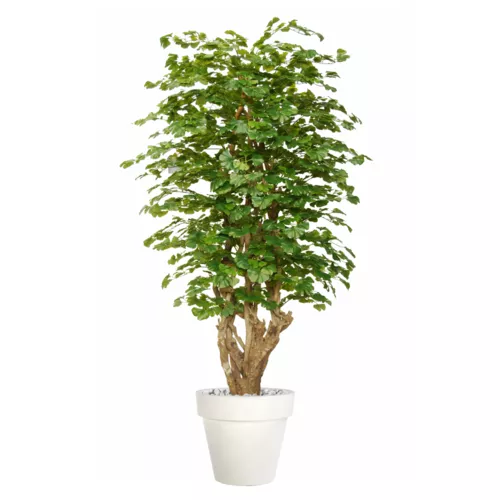 Rostlina Gynkgo Malabar 220 cm Green 1086013
