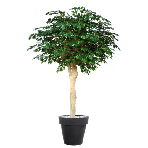 Strom Ficus Exotica Nidra  250 cm Green 1049042