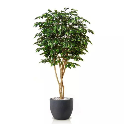 Rostlina Ficus Exotica Designer 220 cm Green 1049037