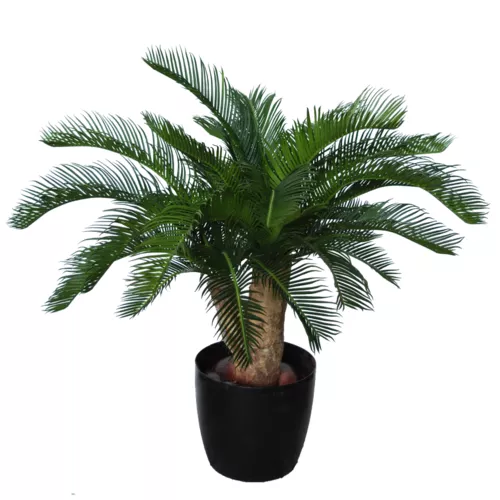 Rostlina Cycas Baby Plant 70 cm Green 5647001
