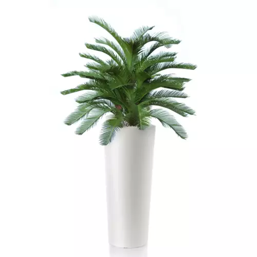 Rostlina Cycas Baby Boschetto 100 cm Green 4222A04