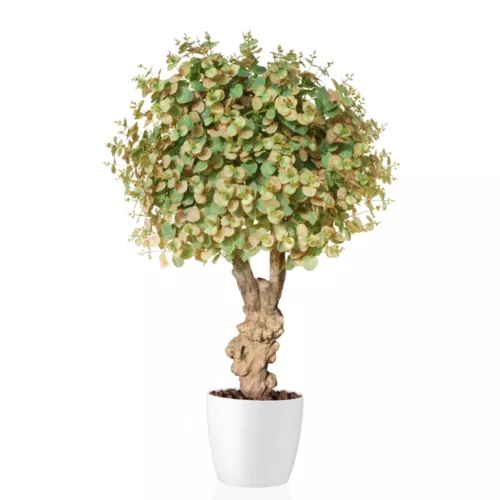 Rostlina Eucalypthus Crown Mini d 70 h 120 cm Multicolor 5596M05