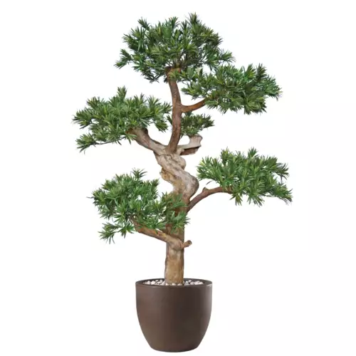Podocarpus Pom Pom 190 cm Green 1093017