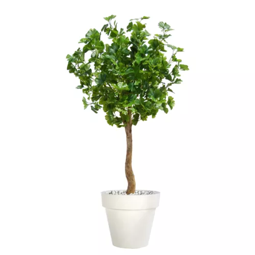 Rostlina Gynkgo Topiary 150 cm Green 1087004