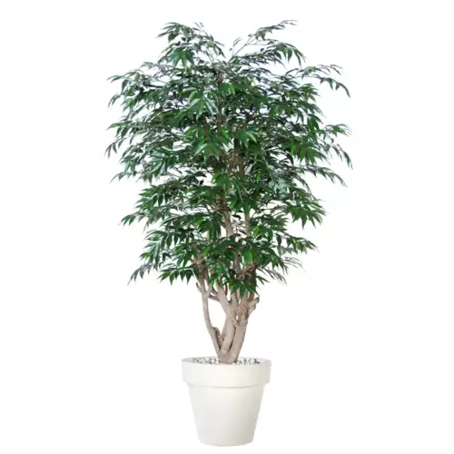 Myrsifolia Malabar 180 cm Green 1068011