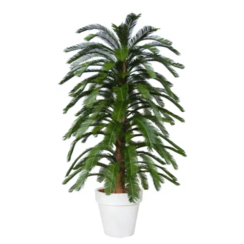Rostlina Cycas Florida 230 cm Green 4222A16