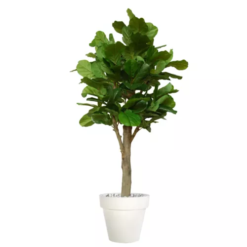 Ficus Lyrata Wild Florence Ø 110 h 280 cm Green 1100015