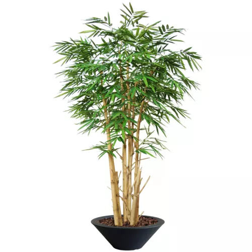 Bamboo-Giant-Bush-260-cm-Green-V1045002