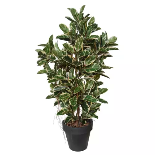 Rostlina Ficus Elastica Boschetto 210 cm  Variegated 1081003