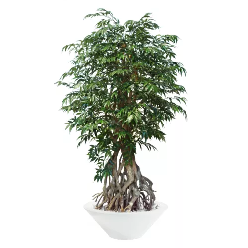 Myrsifolia Root 190 Green 1068009